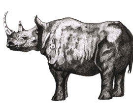 Rinoceronte - Grafito